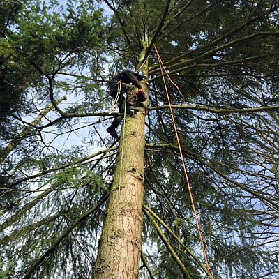 We are the pr best Tree services in your vicinity