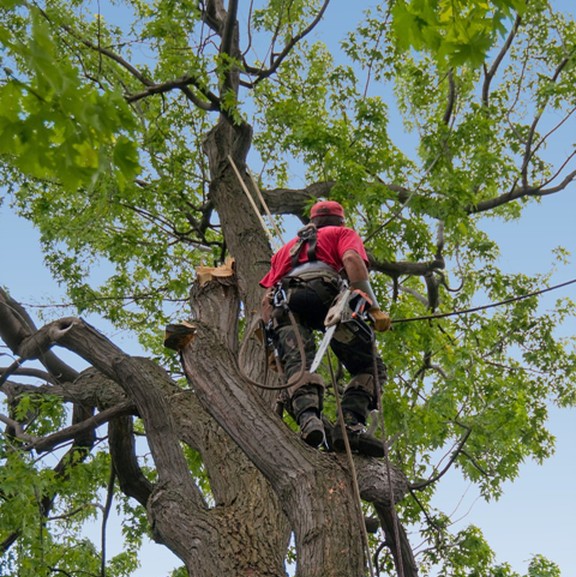 We are the best Tree services in your local area