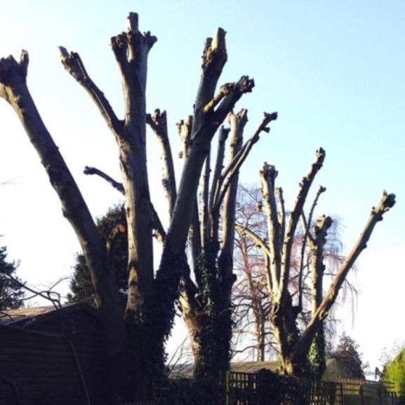 Look no further - We are th best Tree services in your local area