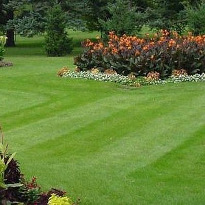 Look no further - We are the best Chingford Tree services in your local area