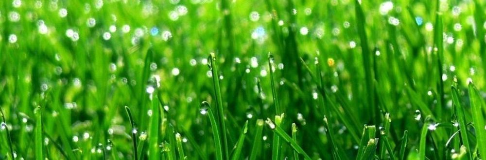 We are the best local Essex Turfing and Fencing services in your local area