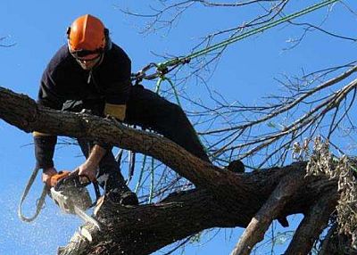 Tree Cutting and pruning