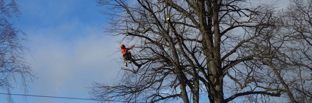 Local Chingford Tree Surgeons
