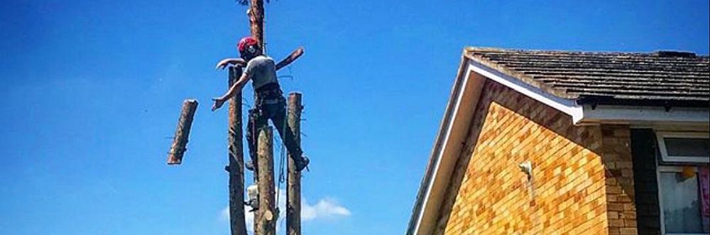 Local Chingford Tree Services near me