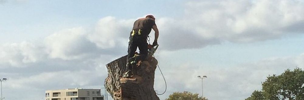 Local Chingford Tree Services near me in my area