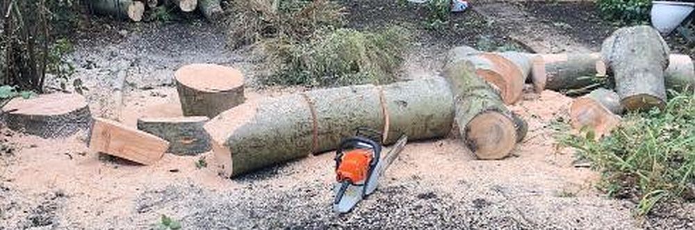 Local Chingford Tree Specialist in my area