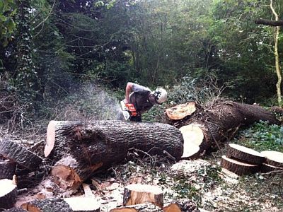 North East London Tree services 