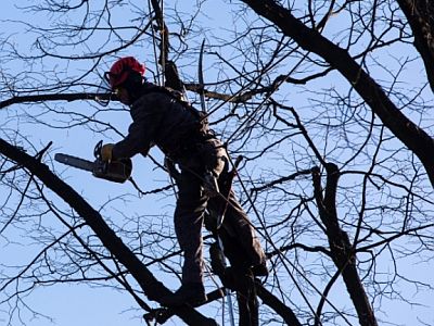 North East London Tree services near me 
