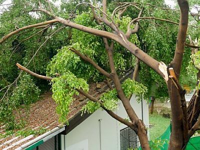 North East London Chingford Tree services 